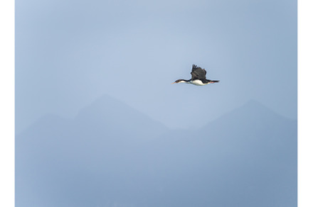 Imperial Shag or Cormorant flying by, an Animal Photo by Backyard Stock
