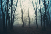 Halloween Forest pack 2018 Hi Res, a Nature Photo by Atmospheric visuals (Thumbnail 5 of 11)
