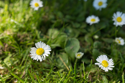 Daisies stock photo containing flower and flowers, a Nature Photo by CLZ photography