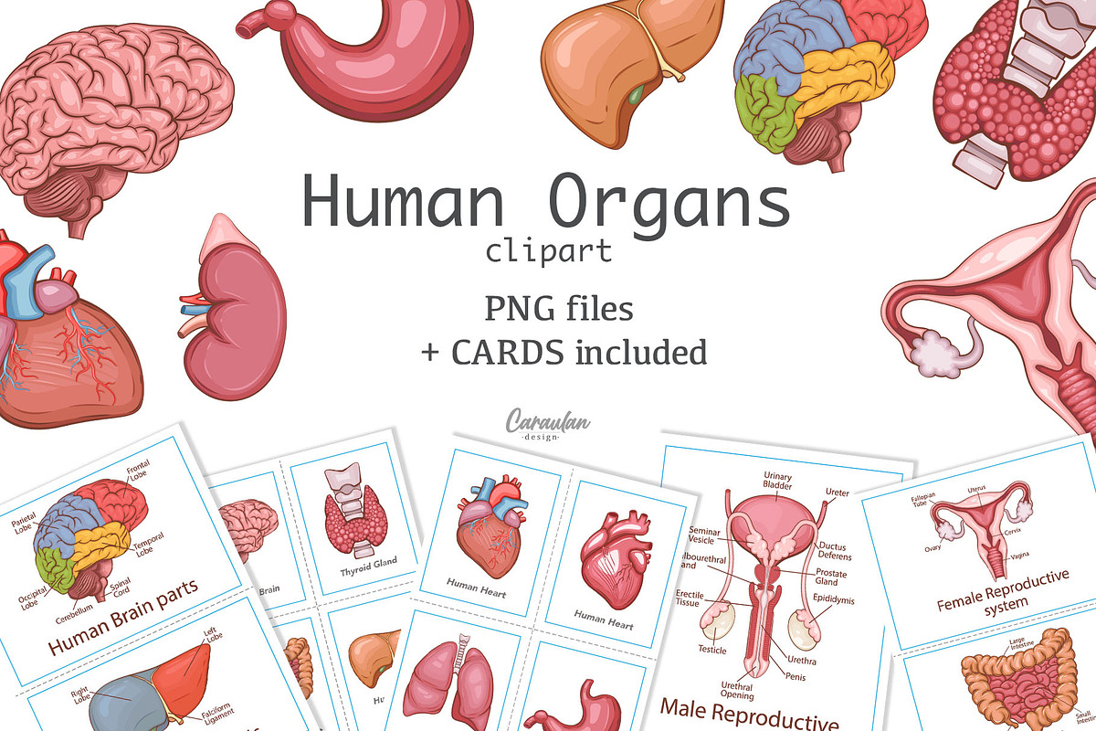 Human Organs Anatomy, a Healthcare Illustration by Serghei Caraulan (Photo 1 of 4)