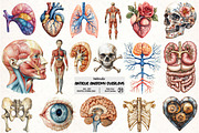 Antique Anatomy Overlays Set, an Illustration by Pixels.Craft (Thumbnail 1 of 7)