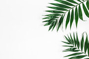 Tropical palm leaves featuring summer, background, and flat, a Nature ...