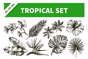 HandDrawn Tropical Plants Vector Set, an Illustration by Elena Pimonova
