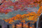 Autumn Landscape Photo Bundle Japan, a Nature Photo by Silent Nature (Thumbnail 5 of 6)