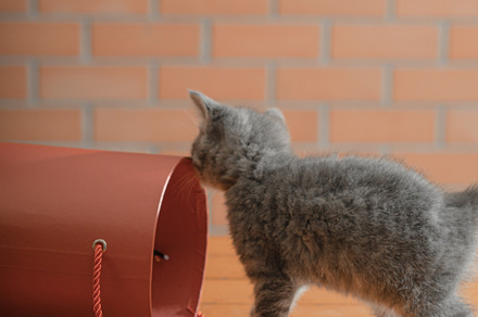 Little gray kitten plays