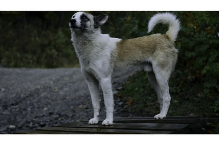 Dog and boy legs near green trees, an Animal Photo by Media Whale Stock