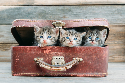 Kittens are sitting in suitcase