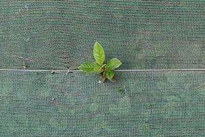 fresh plant leaves on debris netting, a Nature Photo by sirylok