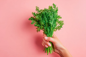 Fresh dill herbs in hand, a Food & Drink Photo by AlyaAnd