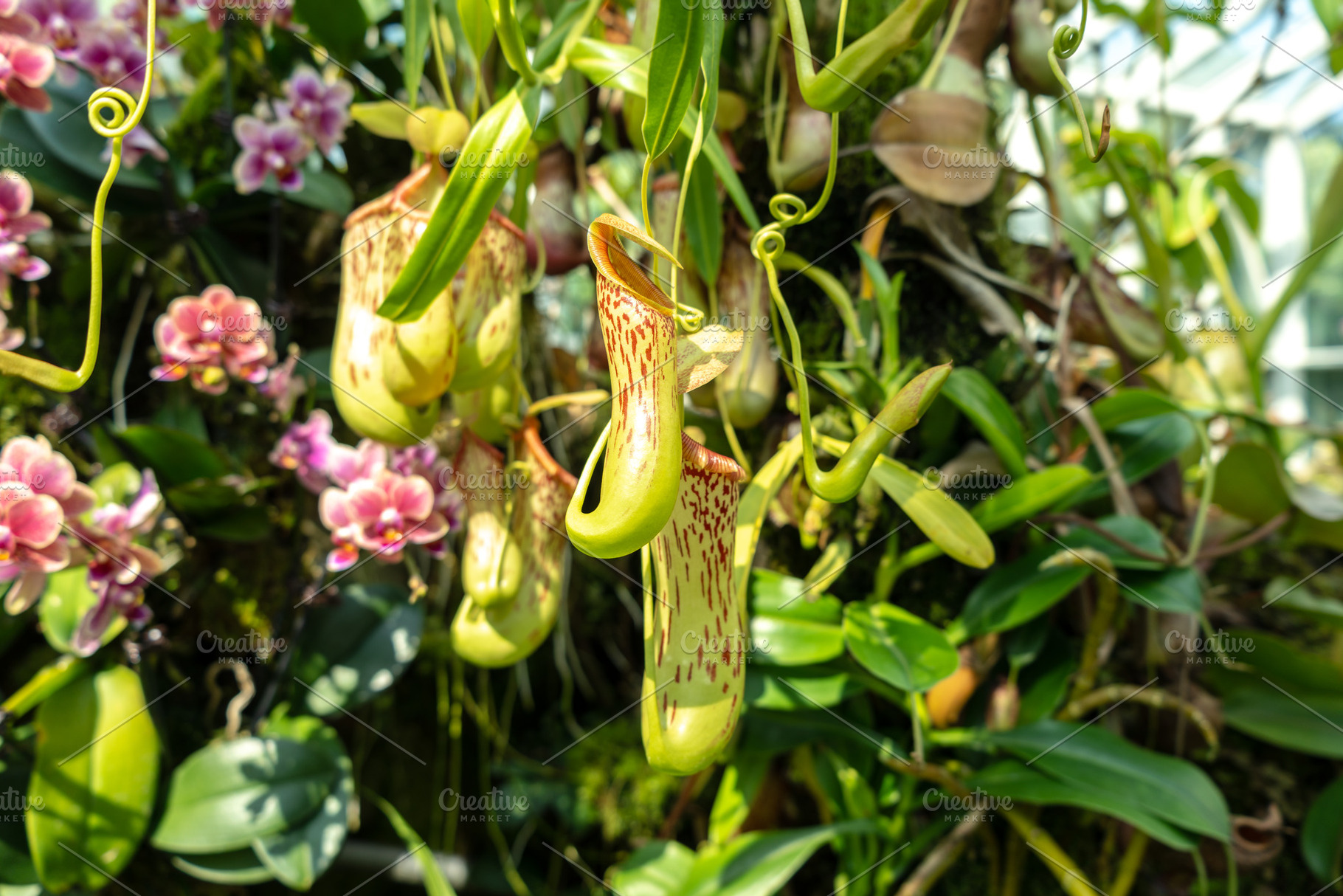 Nepenthes carnivorous plant in Singapore Botanic Gardens, a Nature Photo by GoodGoods