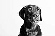 Chocolate lab set 2 featuring lab, labrador, and dog, an Animal Photo by Persnickety Prints (Thumbnail 2 of 2)