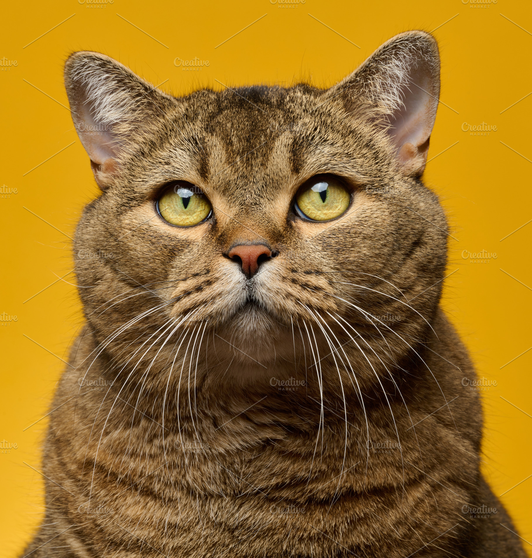 Close-up of the face of a Scottish straight-eared shorthair cat, an Animal Photo by ndanko