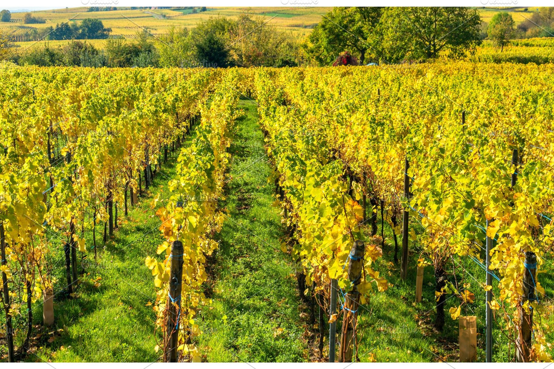 Autumn vineyards in hautrhin alsace france featuring alsace, france, and, a Nature Photo by Leonid Andronov