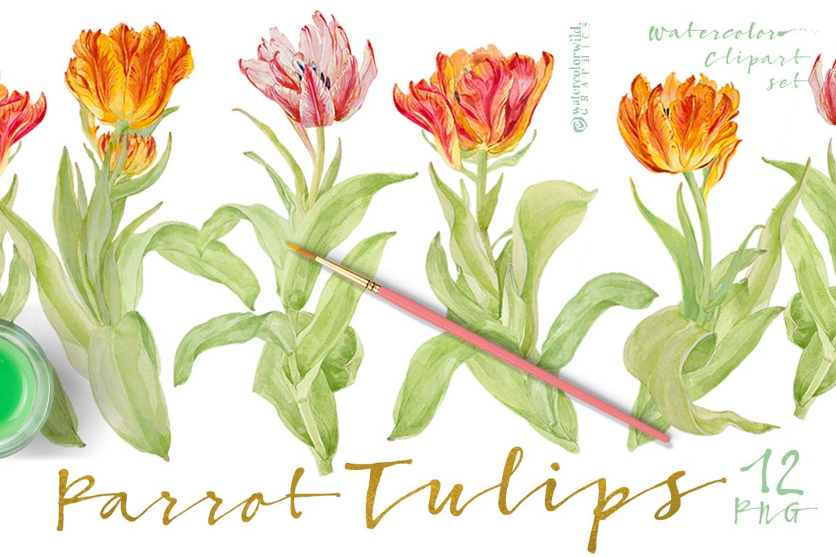 Vintage Parrot Tulips-Clipart set, an Illustration by watercolorwild.graphics (Photo 1 of 6)