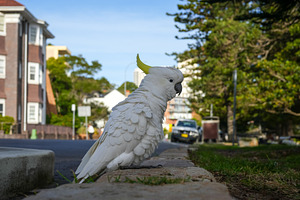 Sulphur-crested cockatoos foraging in the streets of Manly, Sydn, an Animal Photo by GoodGoods