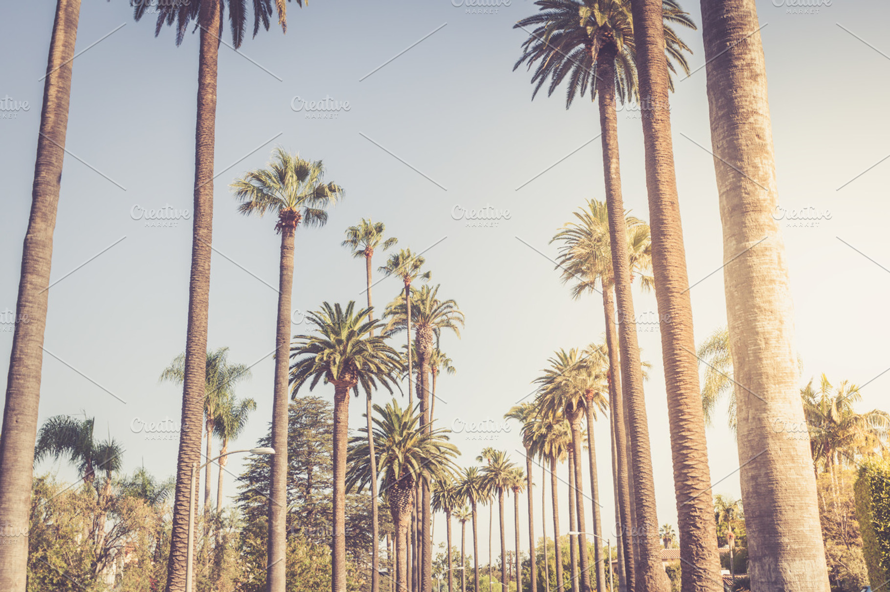 Palms of beverly hills stock photo containing beverly and hills, a Nature Photo by Dolce Vita