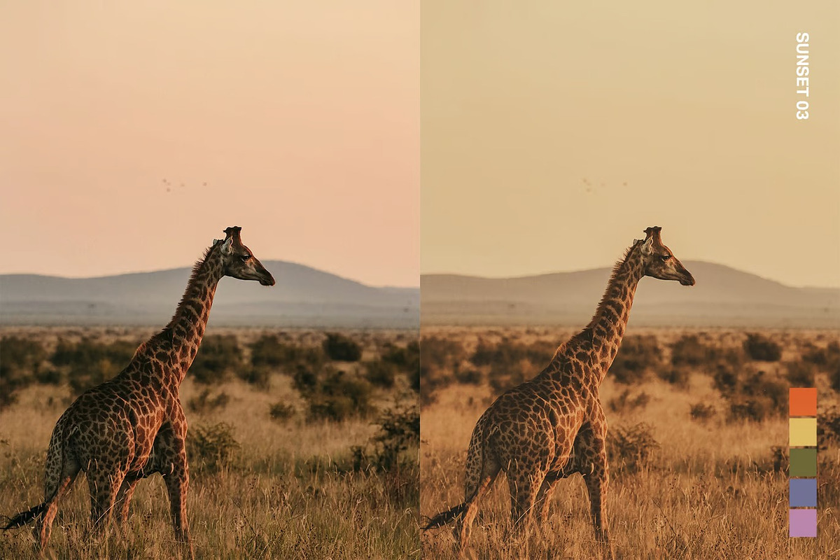 25 Safari Lightroom Presets and LUTs, a Preset Add-On by Hubzway (Photo 12 of 14)