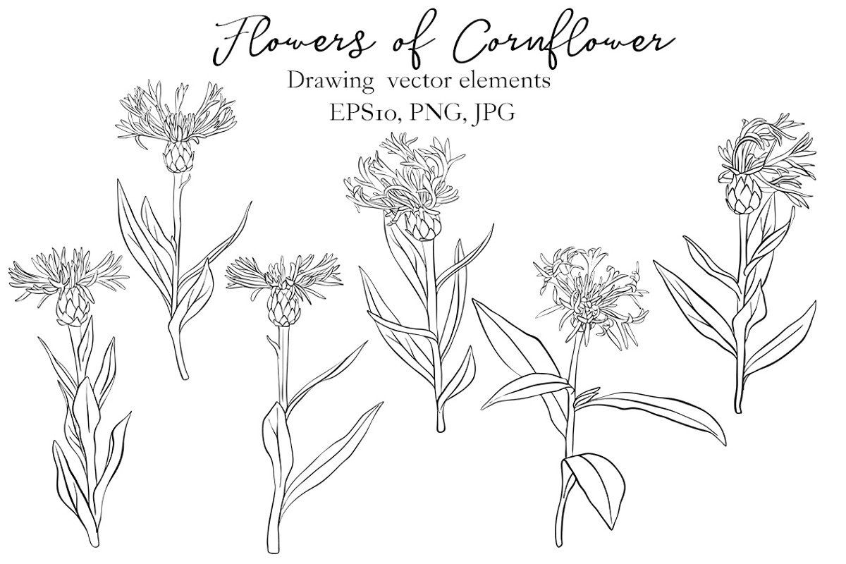 Flowers of Cornflower, a Decorative Illustration by cat_arch_angel (Photo 4 of 7)