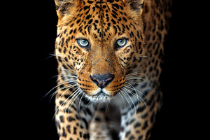 Beautiful big leopard isolated on black background, an Animal Photo by Byrdyak