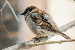Cold Sparrow