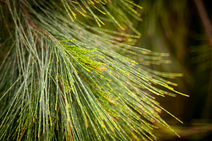 Pine Tree Needles, a Nature Photo by THP Creative