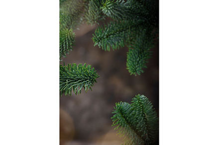 Christmas and New Year background, a Holiday Photo by Yulia Furman