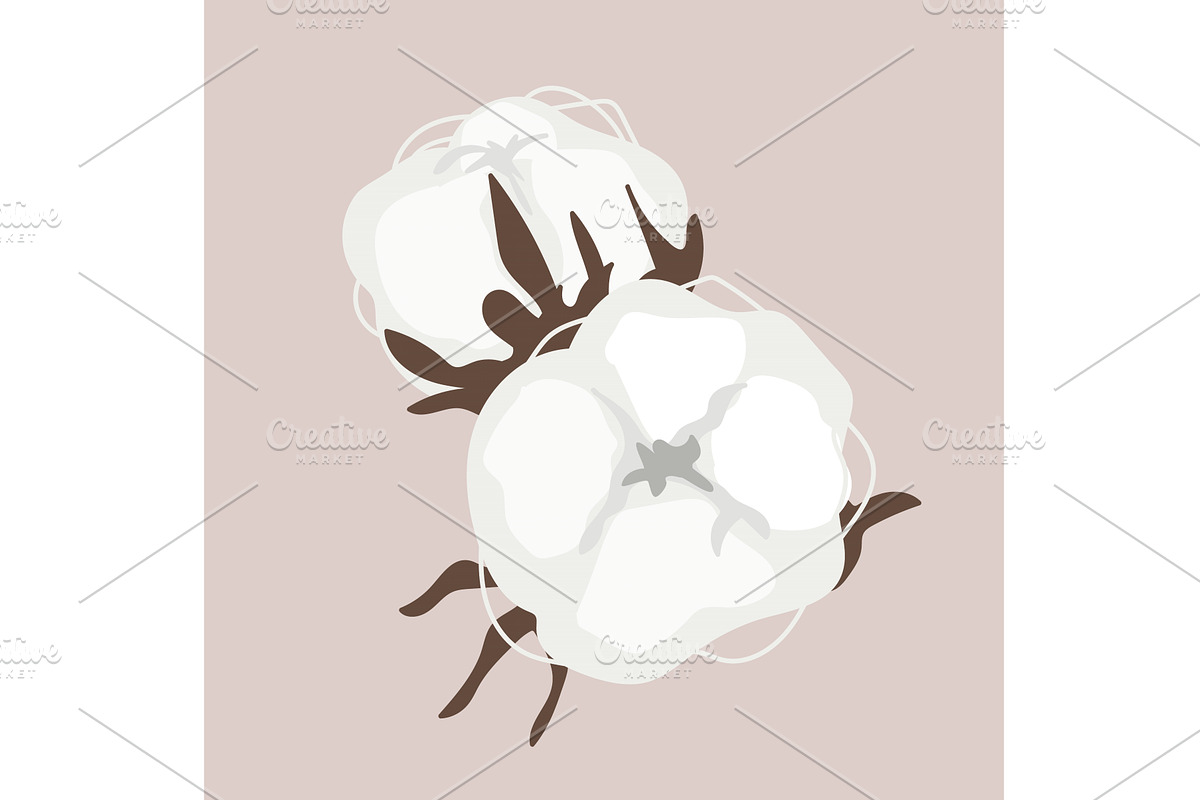 Dried cotton fluffy flower in, an Object Illustration by Toltemara
