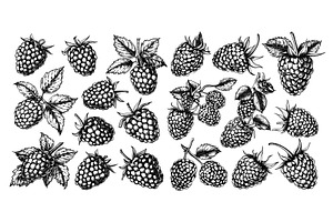 Engraving Style Raspberries in, a Food Illustration by LadadikArt