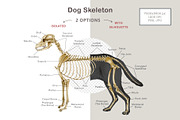 Animal Anatomy Study Pack, an Education Illustration by AnitaPol (Thumbnail 18 of 20)
