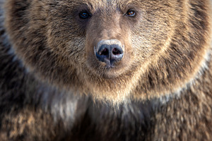 Close-up view of a grizzly bear showcasing its distinct features in a natural e, an Animal Photo by Byrdyak