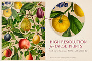 80 Fruits & Vegetables, an Object Graphic by The Object Atlas (Thumbnail 4 of 10)