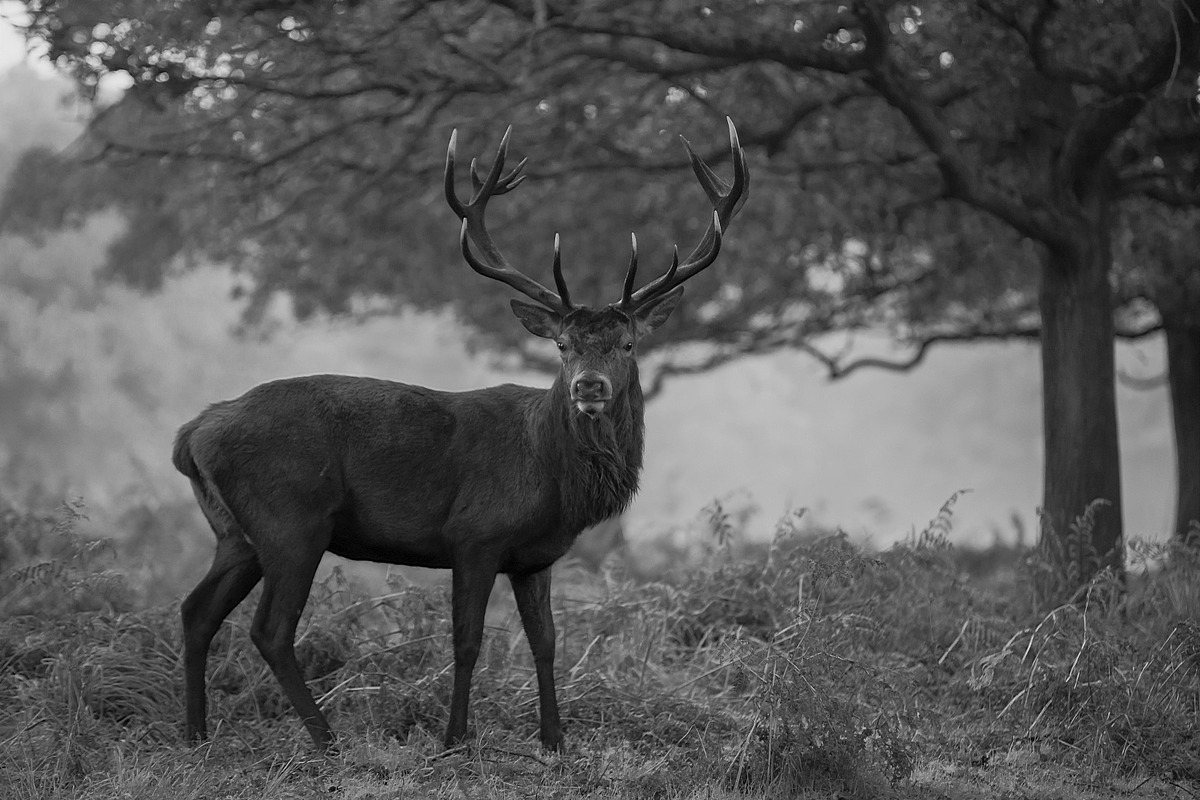 10 Black & White Landscape Drama, a Preset Add-On by Timeless Presets (Photo 7 of 11)