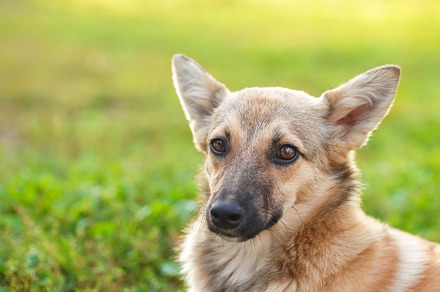 Cute and alert red puppy sitting in, an Animal Photo by AlexBush