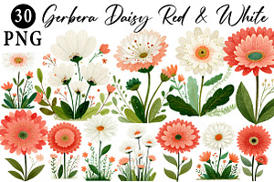 Gerbera Daisy Red & White Clipart, an Illustration by Daily.Designs