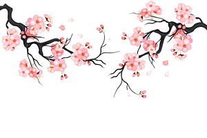 Japanese cherry sakura tree Isolated