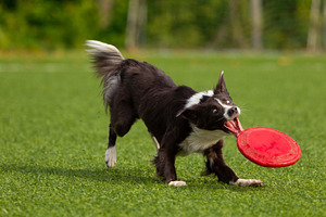 Border collie breed dog for a walk o stock photo containing dog and run