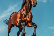 116 Flying animals, an Animal Photo by Handmadefont (Thumbnail 26 of 119)