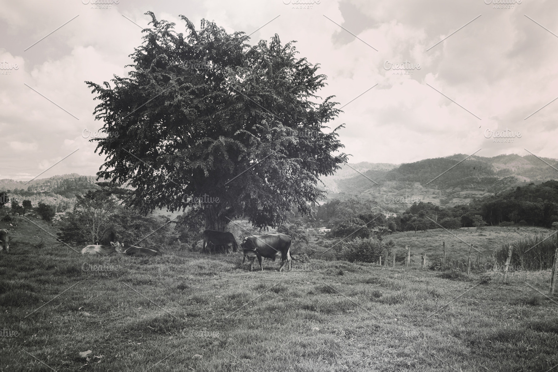 Farm landscape featuring farm, landscape, and cows