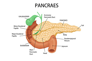 Pancreas and duodenum location