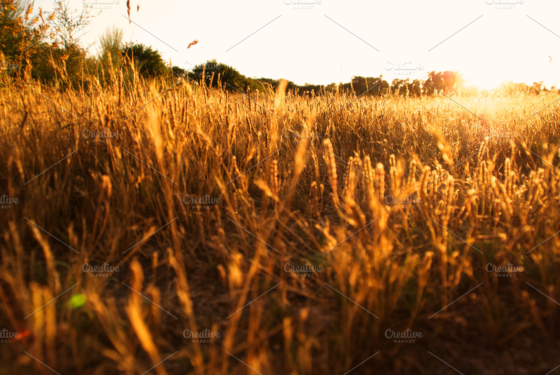 Sunlight Stock Photo