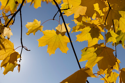 beautiful colorful foliage of maples in the autumn season in sunny weather in t, a Photo by MyPhotos