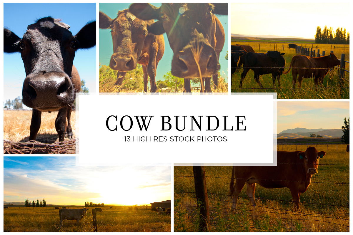 Cow Stock Bundle, an Animal Photo by r.r.palacios (Photo 1 of 14)