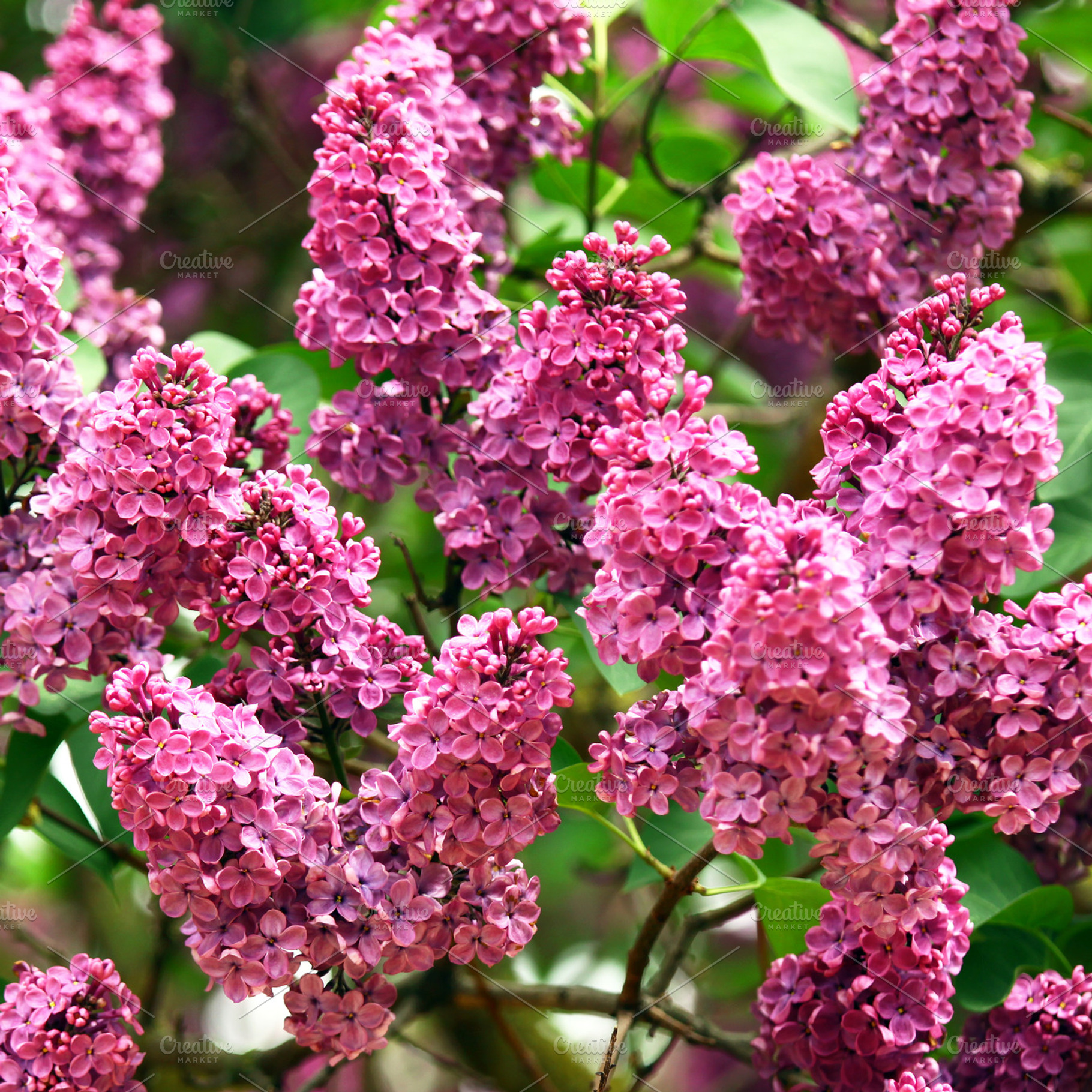 Lilac flowers, a Nature Photo by BOOCYS