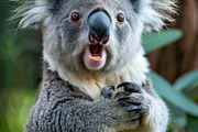 236 surprised animals, an Animal Photo by Handmadefont (Thumbnail 77 of 241)