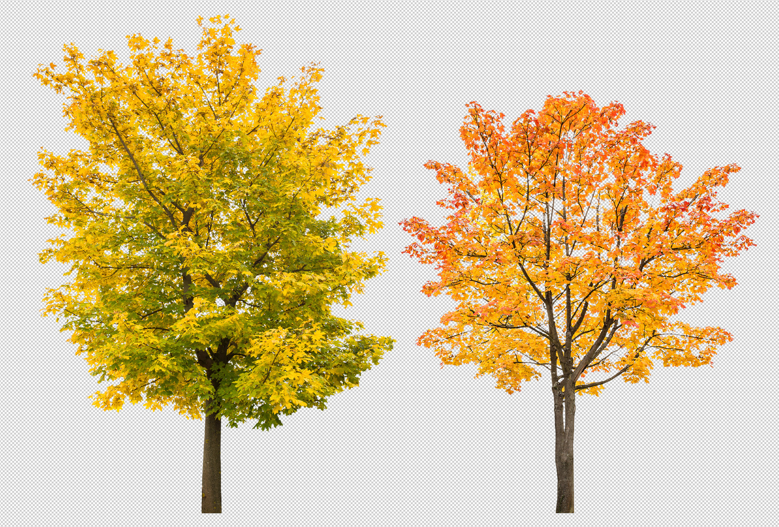 Maple tree autumn PNG transparent, an Object Graphic by LiliGraphie