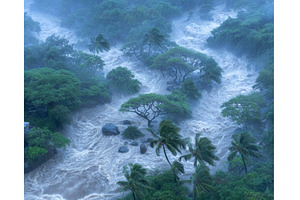A flooded forest, complete with, an Animal Photo by ZinetroN