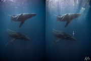 Underwater Bubble Photoshop Overlays, an Object Graphic by Prestige Photography (Thumbnail 5 of 12)