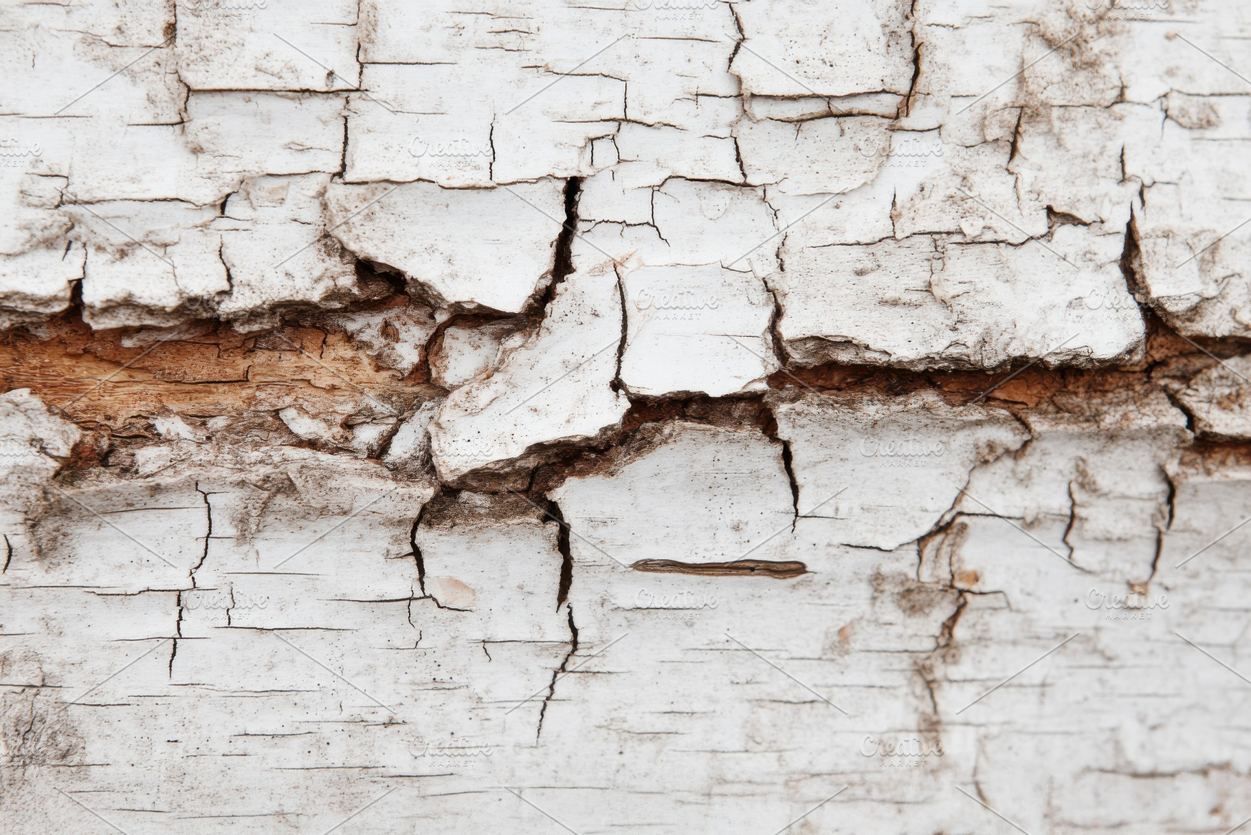 Birch Bark Texture Close-Up, a Nature Photo by Virgo Studio