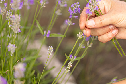 Gardener harvesting lavender flowers