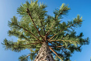 98 Trees view from below, a Nature Photo by Handmadefont (Thumbnail 77 of 98)
